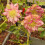 Elleboro orientale Double Ellen Red 1L 4