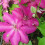 Clematis Stasik 2L 1
