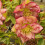 Elleboro orientale Double Ellen Red 1L 5