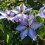 Clematis Misayo 2L 4