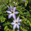 Clematis Misayo 2L 5