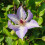Clematis Misayo 2L 6