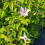 Clematis Misayo 2L 7