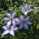 Clematis Misayo 2L 8