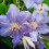 Clematis Blue Pillar 2L 2