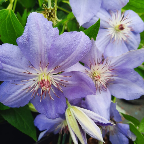 Clematis Blue Pillar 2L 1
