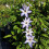 Clematis Misayo 2L 9