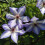Clematis Misayo 2L 3
