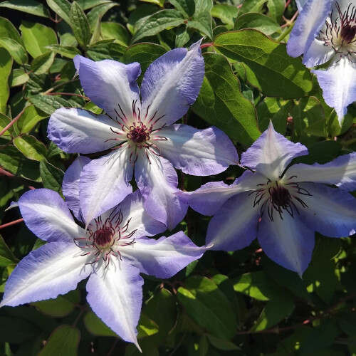 Clematis Misayo 2L 2