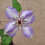 Clematis Misayo 2L 10