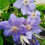 Clematis Blue Pillar 2L 3