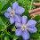 Clematis Blue Pillar 2L 4