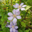 Clematis Blue Pillar 2L 6