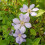 Clematis Blue Pillar 2L 5