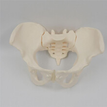 1:1 Female Pelvis Model,Life Size Female Pelvic Skeleton Model, Anatomy Model for Science Education