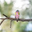 Bird Diapers – 3-Pack Reusable Polyester Flight Suit Diapers for Small Birds (Size M) 5