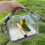 Folding Bird Travel Cage Backpack – Panoramic Breathable Carrier with Perch 5