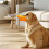Anti-Bite Dog Muzzle – Adjustable Silicone Duckbill Muzzle for Small Dogs & Puppies (Orange, Size L) 4