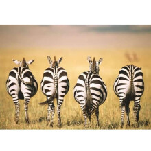 Ravensburger 300 piece puzzle - Zebras - Animals - Adult - Indoor