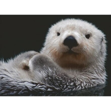 Puzzle - RAVENSBURGER - Sweet Little Otter - 500 pieces - Animal Theme - 500-750 pieces