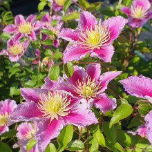 Clematis Piilu 2L