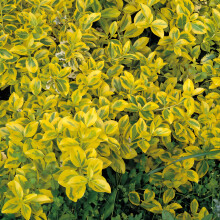 Wintercreeper Emerald Gold 2L