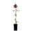 Clematide Niobe 2L 4