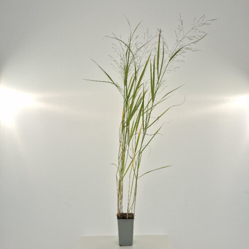 Rutenhirse Warrior  2L 1