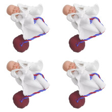 4X New Female Pelvis Model Childbirth Model for Science Education Teaching Study Fetus Umbilical Cord Placenta Model