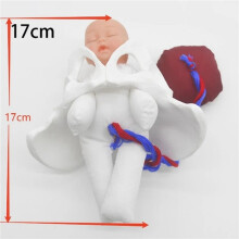 2X New Female Pelvis Model Childbirth Model for Science Education Teaching Study Fetus Umbilical Cord Placenta Model