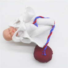 2X New Female Pelvis Model Childbirth Model for Science Education Teaching Study Fetus Umbilical Cord Placenta Model