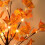 24 Inch Fall Lighted Maple Tree Bundle, 48 LED Lights, Decorative Tabletop Tree for Thanksgiving, DIY Battery Operated Artificial Tree 2