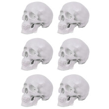 6X  Human Skull Model, 3 Parts Anatomical Skull Model with Removable Skull Cap and Articulated Mandible