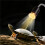 Reptile Heat Lamp UVA UVB Light for Turtle Lizard - Simulated Sunlight & Dimmable Heating EU-Plug 6