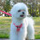 No-Pull Dog Harness & Leash Set – Breathable Reflective Mesh Harness, Watermelon L 5
