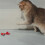 Automatic Smart Cat Toy – Interactive Teaser Goldfish Toy for Pets 5
