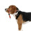 (orange, M) Padded Adjustable Dog Headcollar No Pull Training Tool for Walks Fits All Sizes 1