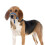 (blue, L) Padded Adjustable Dog Headcollar No Pull Training Tool for Walks Fits All Sizes 1