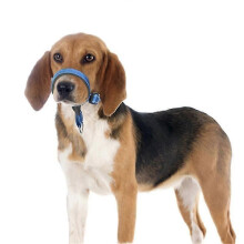 (blue, M) Collare imbottito regolabile per cani, anti-trazione, strumento di addestramento per passeggiate, adatto a tutte le taglie.