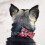 (S) Festive Christmas Red Snowflake Bow Tie Dog Collar Adjustable 4 Sizes 3