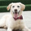 (S) Festive Christmas Red Snowflake Bow Tie Dog Collar Adjustable 4 Sizes 5