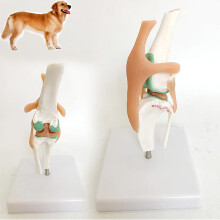 Anatomical Canine Knee Joint Model Dog Knee Joint Model,Canine Stifle Knee Model