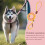 Outdoor Dog Harness  No Pull Nylon Leash for Small Medium Dogs 5