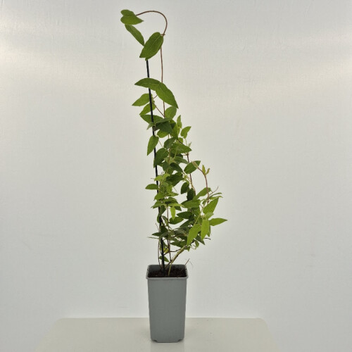 Caprifoglio di vite (Lonicera acuminate) 2L 1