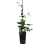 Caprifoglio di vite (Lonicera acuminate) 2L 12