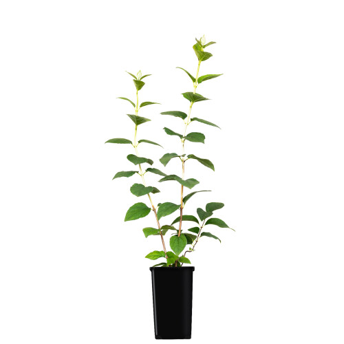 Pfeifensträucher Rosace 2L 1