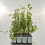 Caprifoglio di vite (Lonicera acuminate) 2L 13