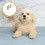 Potty Training Doorbell Chain Dog Training Supply for Ringing Assorted Color 4