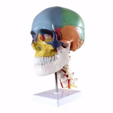 Oral Skull with 7 Cervical Vertebrae, Nerve, Artery, with Stand
