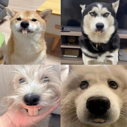 Funny dentures for dogs – artificial teeth  White, silicone, durable, Po Rabbit Teeth 2